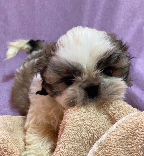 愛嬌たっぷりの男の子 犬の販売 5459