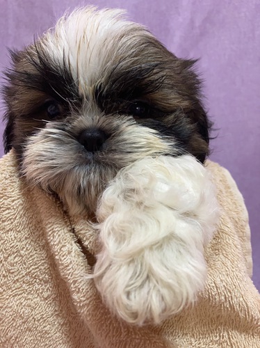 2023.06.05生まれの男の子 犬の販売 5462