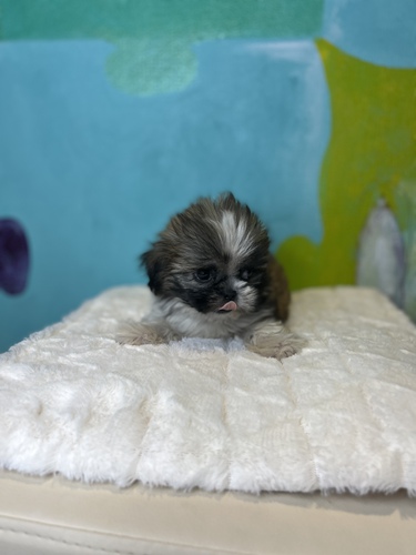 シーズー 犬の販売・譲渡 5470 ペットローン月々3000円から