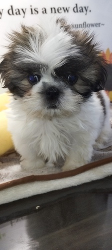 シーズー 犬の販売・譲渡 5481 かわいい男の子