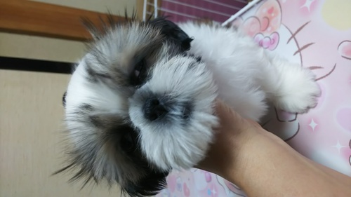 シーズー 犬の販売・譲渡 5485 可愛い子