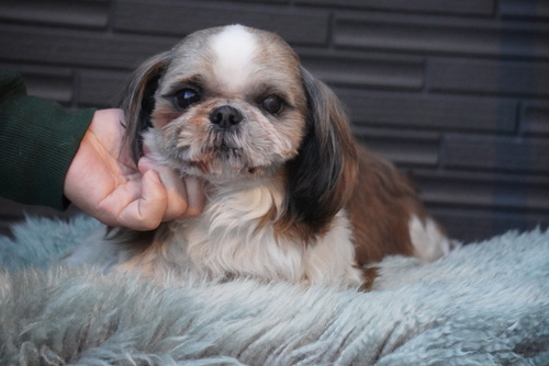 シーズー 犬の販売・譲渡 5496 シーズー5歳男の子