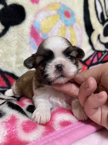 シーズー 犬の販売・譲渡 5501 熊本よりシーズーご紹介