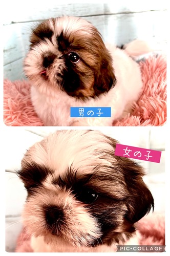 シーズー 犬の販売・譲渡 5505 シーズー