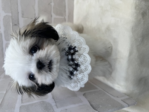 シーズー 犬の販売・譲渡 5507 あざと男子。全て込み。