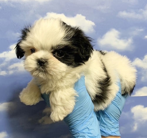 シーズー 犬の販売・譲渡 5508 超激カワシーズー