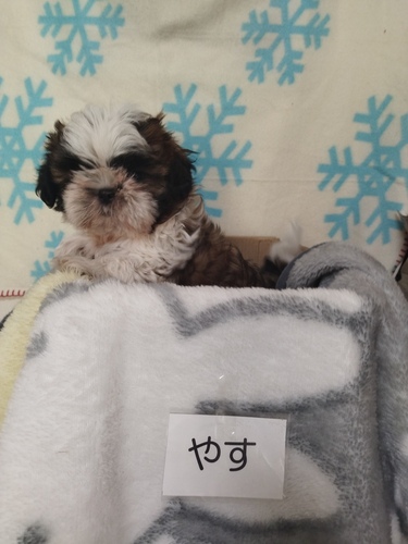 イケメンで元気な男の子です 犬の販売 5534