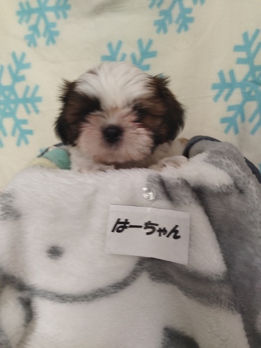 ふわふわ可愛い男の子です 犬の販売 5535