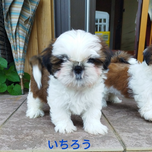 (全込)元気一杯の男の子です 犬の販売 5546