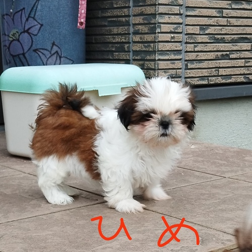 人気の女の子です 犬の販売 5548