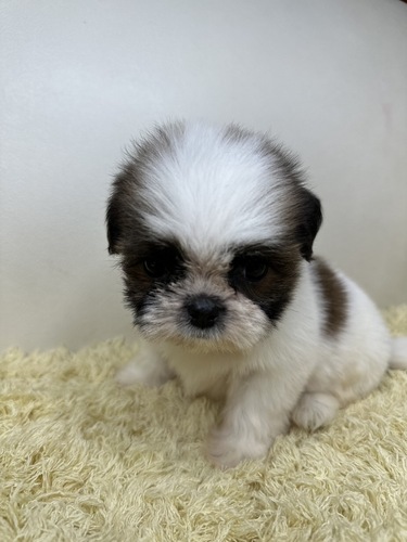 シーズー元気な兄弟?? 犬の販売 5551