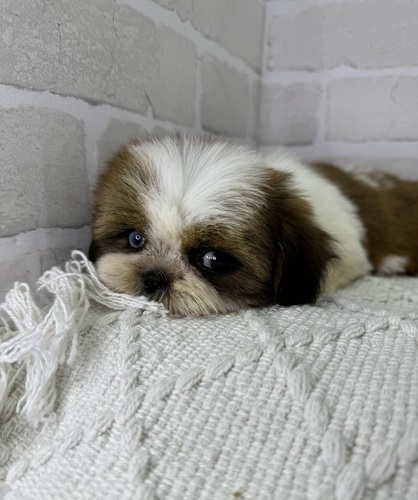 シーズー 犬の販売・譲渡 5554 オッドアイの女の子。全て込み。