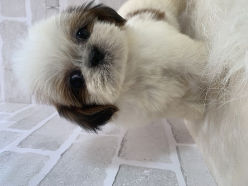 シーズー 犬の販売・譲渡 5557 おっとりな女の子。全て込み。