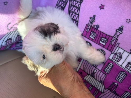 シーズー 犬の販売・譲渡 5558 可愛い子