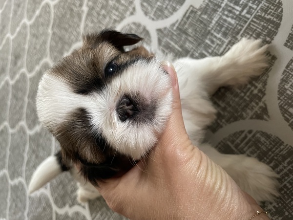 シーズー 犬の販売・譲渡 5565 可愛い×100