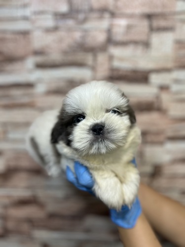 シーズー 犬の販売・譲渡 5568 ブルーアイのシーズーちゃん