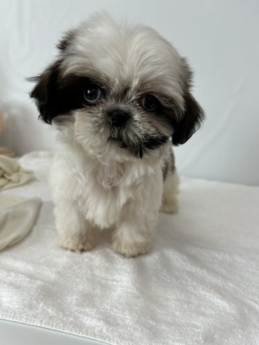 シーズー 犬の販売・譲渡 5578 可愛こちゃん男の子来ました!