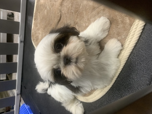 シーズー 犬の販売・譲渡 5585 シーズの仔犬