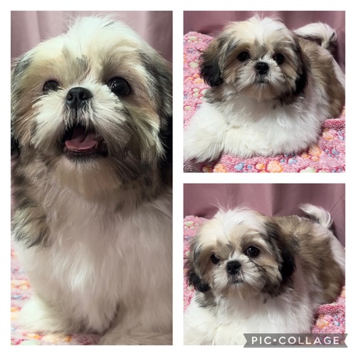 シーズー 犬の販売・譲渡 5592 シーズー男の子