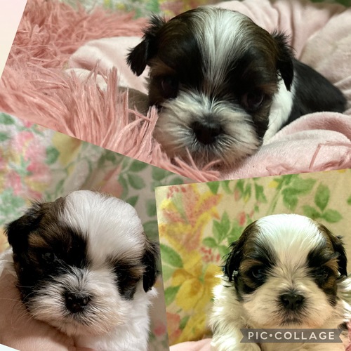 シーズー 犬の販売・譲渡 5595 可愛い3兄弟です🐾