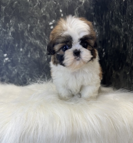 シーズー 犬の販売・譲渡 5599 コロコロな女の子。全て込み。