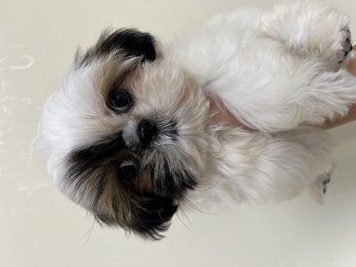 シーズー 犬の販売・譲渡 5600 もうすぐ4ヶ月の女の子☆