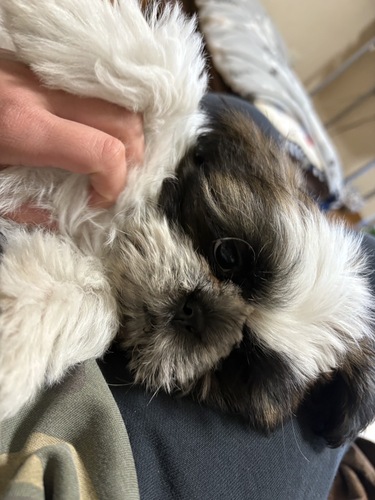 シーズー 犬の販売・譲渡 5601 シーズー 男の子