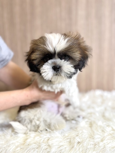 シーズー 犬の販売・譲渡 5603 まんまる可愛い男の子