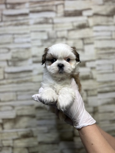 シーズー 犬の販売・譲渡 5604 丸々した激かわ女の子