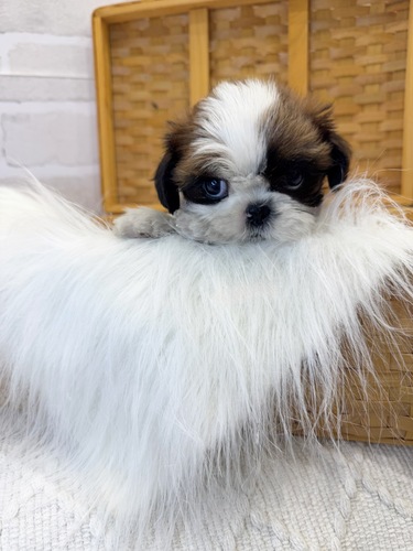 シーズー 犬の販売・譲渡 5605 とってもイケメン君。お迎え総額。