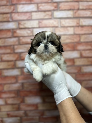 シーズー 犬の販売・譲渡 5606 ホワイト&ゴールド