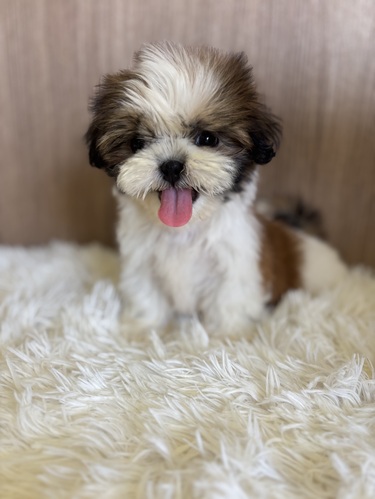 シーズー 犬の販売・譲渡 5609 ホワイト&ゴールド 女の子