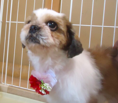 シーズー 犬の販売・譲渡 5610 可愛い女の子