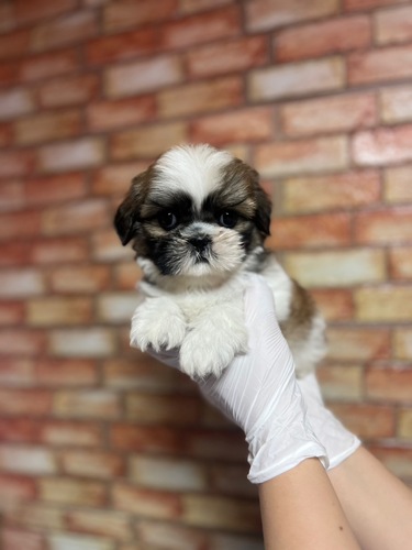 シーズー 犬の販売・譲渡 5612 ゴールド&ホワイト 男の子