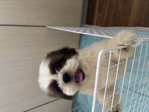 シーズー 犬の販売・譲渡 5630 可愛い男の子です。