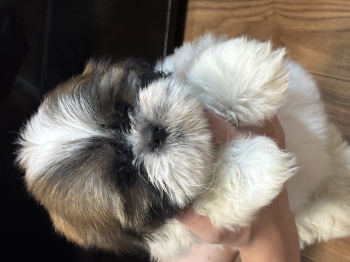シーズー 犬の販売・譲渡 5632 可愛い女の子