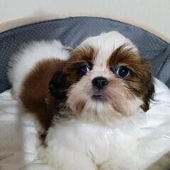 激安最終!!シーズーご家族募集中☆ 犬の販売 5636