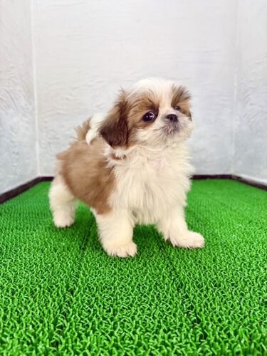 シーズー 犬の販売・譲渡 5638 シーズー(シズ作君)