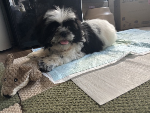 シーズー 犬の販売・譲渡 5639 綺麗な毛色!ブチ柄アリ★