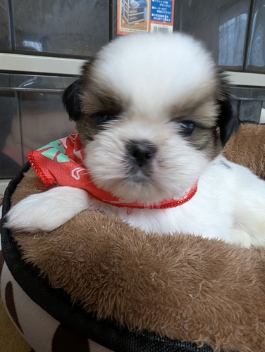 V[Y[e@킢j̎q ̔̔ 5640