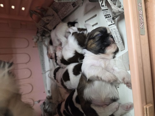 V[Y[ ̔̔En 5645 NX}Xv[gɁAH