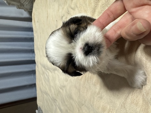 V[Y[ ̔̔En 5647 ܂܂ނj̎q