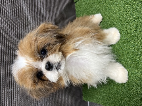 V[Y[ ̔̔En 5651 Ԃ̏̎q