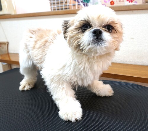 �V�[�Y�[ ���̔̔��E���n 5652 �V�|�Y��̒j�̎q