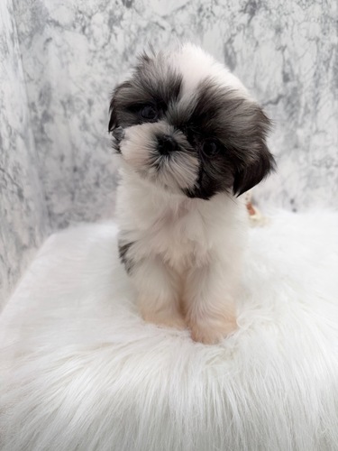 �V�[�Y�[ ���̔̔��E���n 5653 �����n�̏��̎q�B���}�����z�B