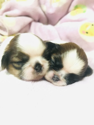 �V�[�Y�[ ���̔̔��E���n 5655 ����Baby�����I