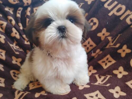 シーズー 犬の販売・譲渡 5660 むっちり♪性格よし