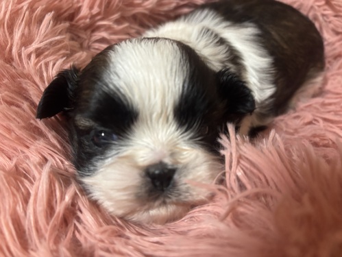 シーズー 犬の販売・譲渡 5663 1人っ子です。