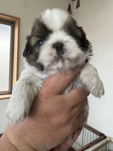 �V�[�Y�[ ���̔̔��E���n 5665 �Y��Ȃ���̒j�̎q�Ə��̎q