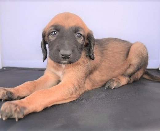 ゴールドの男の子!アフガン子犬! 犬の販売 856